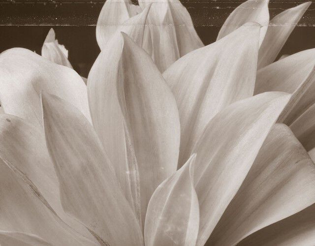 Floral Image